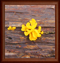 Fine Art Photography